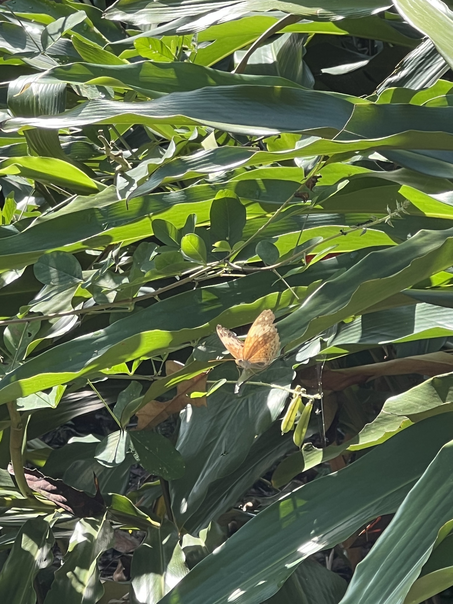 Imagem de Orquídea-de-hong-kong