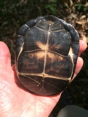 Pelusios rhodesianus