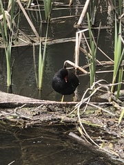 Gallinula chloropus
