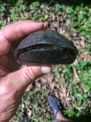 Pelusios rhodesianus