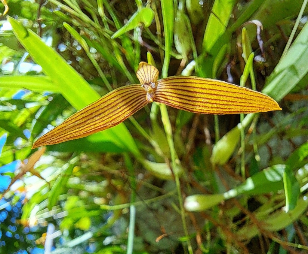 Bulbophyllum zebrinum