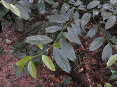 Cryptocarya chinensis
