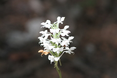 Habenaria roxburghii