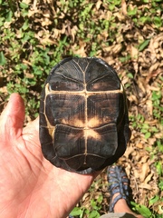 Pelusios rhodesianus