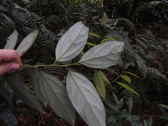 Cryptocarya chinensis