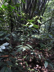 Cryptocarya chinensis