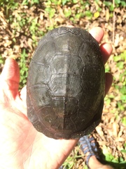 Pelusios rhodesianus