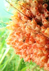 Helcogramma decurrens