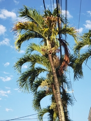 Arecaceae