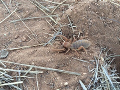 Eremobatidae