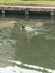 Anas platyrhynchos