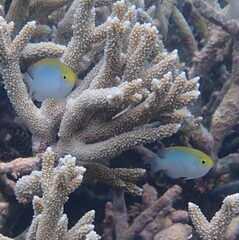 Goldhead Damselfish photo 4