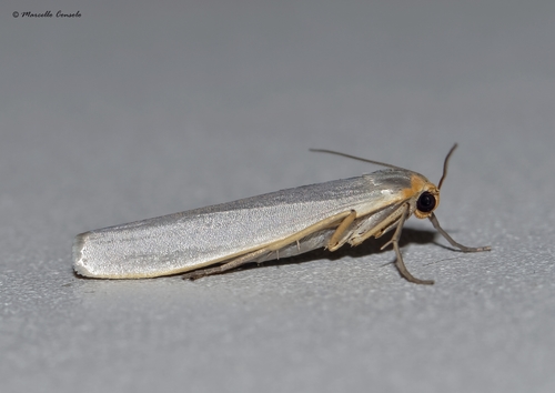 Scarce Footman Moth