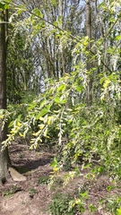 Laburnum anagyroides