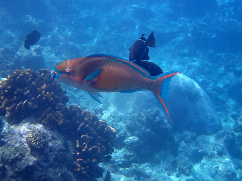 Forstens papegaaivis (Scarus forsteni) — Scaridae — 2