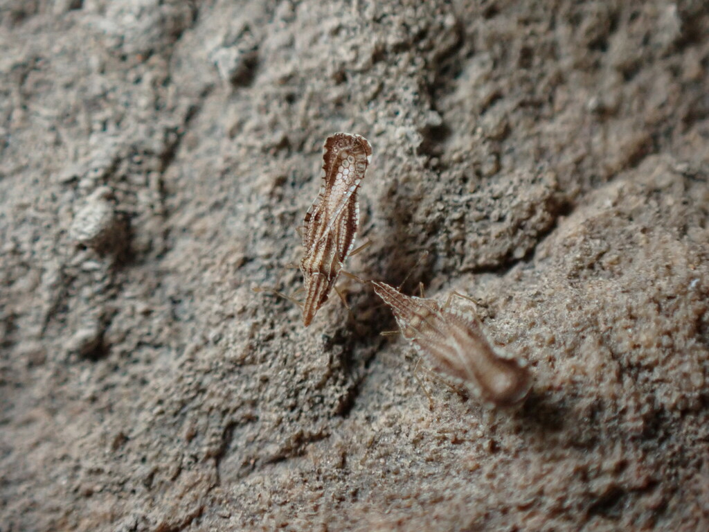 Corythaica carinata