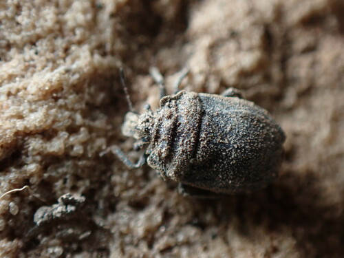 shield bugs