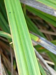 Carex clavata