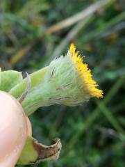 Pulicaria scabra