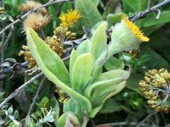 Pulicaria scabra