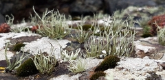 Ramalina cuspidata