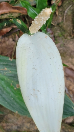 Lírio-da-paz