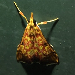 Pyrausta ignealis