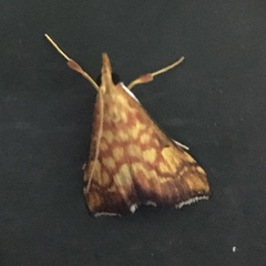 Pyrausta ignealis