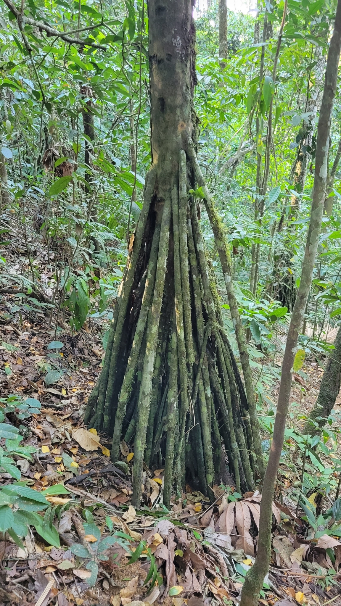 Imagem de Palmeira-rabo-de-peixe