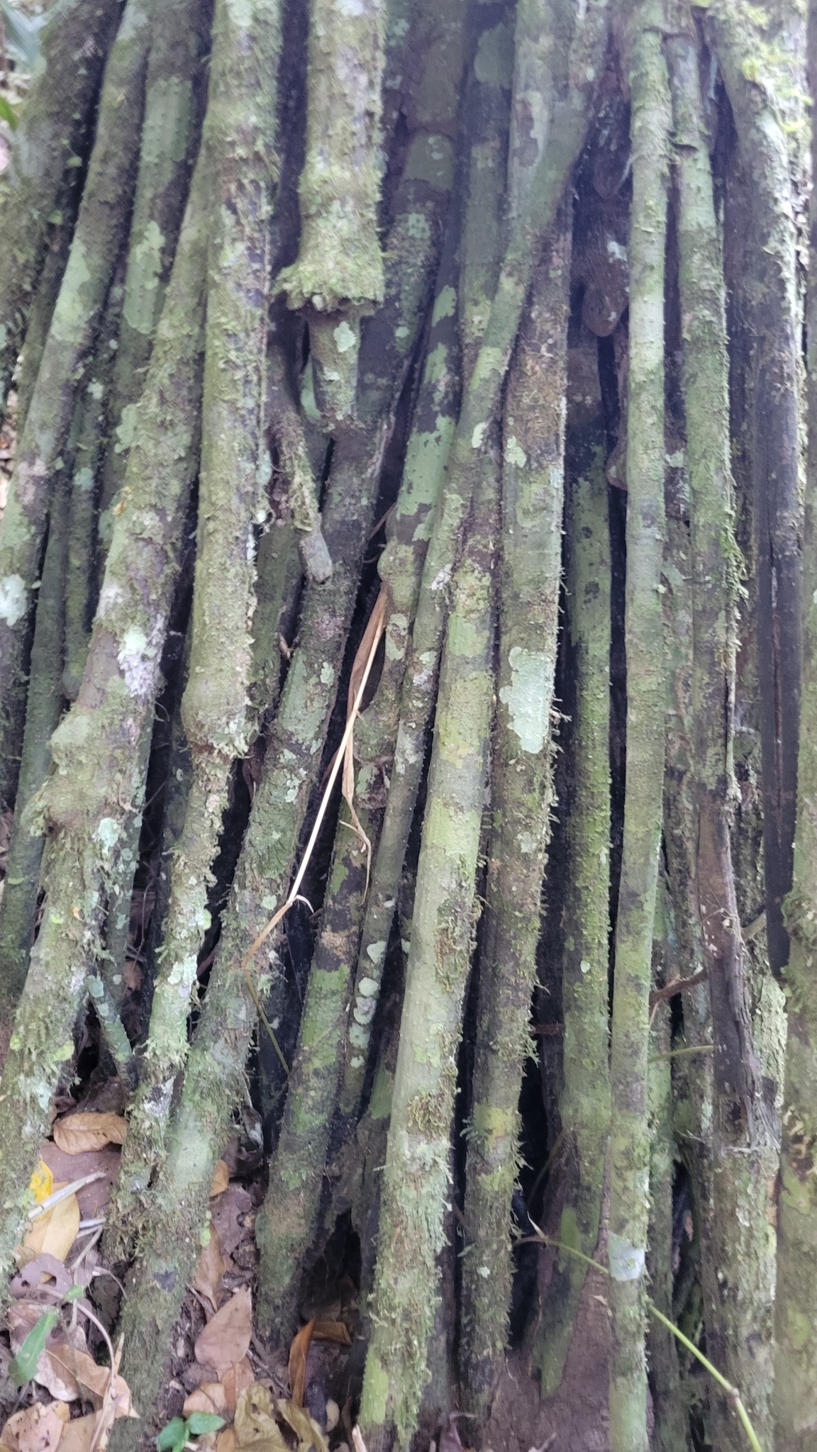 Imagem de Palmeira-rabo-de-peixe