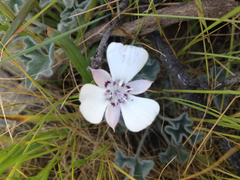 Calochortus umbellatus