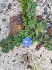 Evolvulus alsinoides