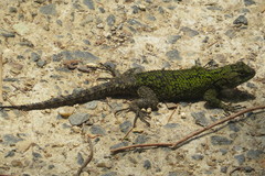 Sceloporus hondurensis