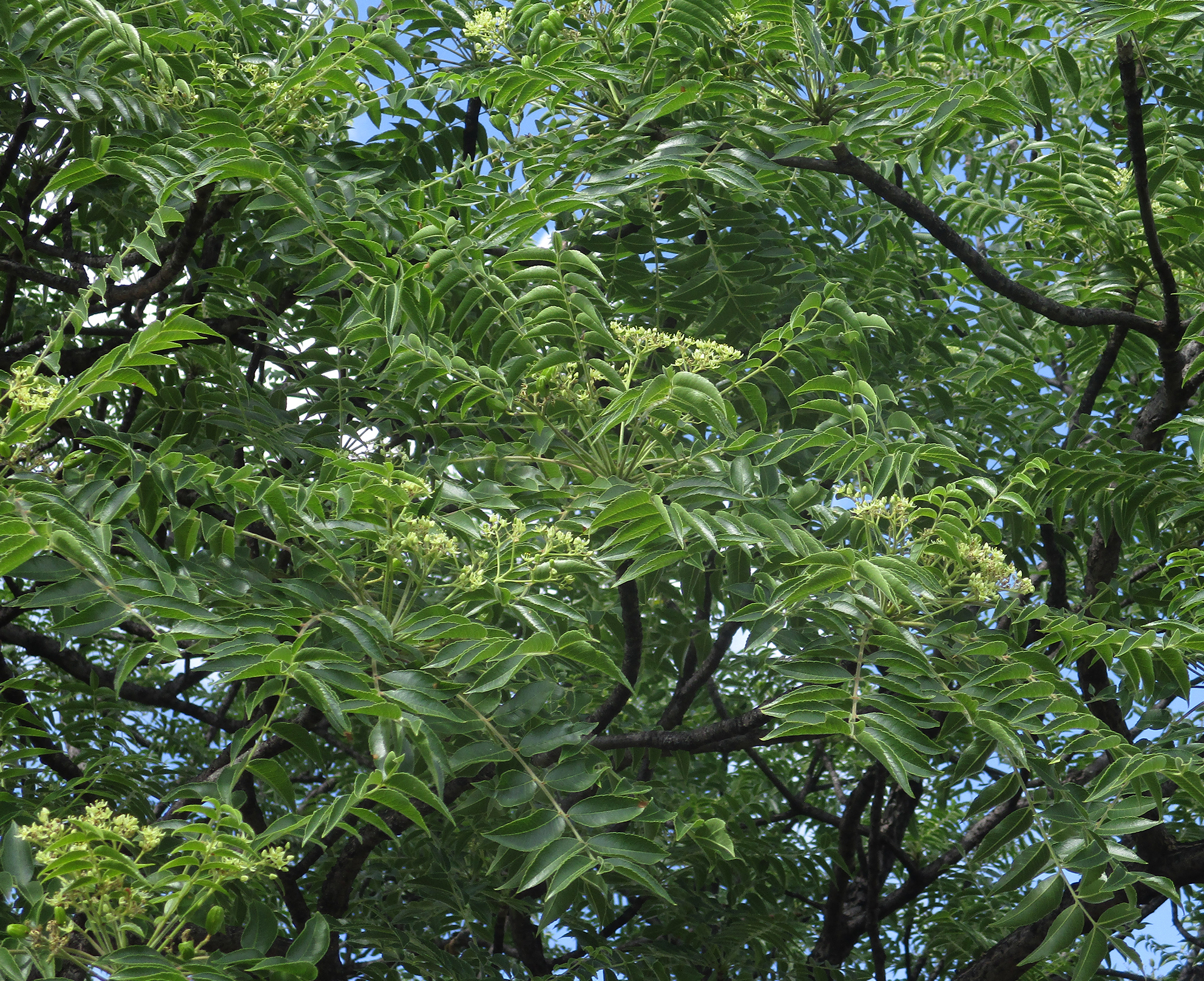 Imagem de Mopane