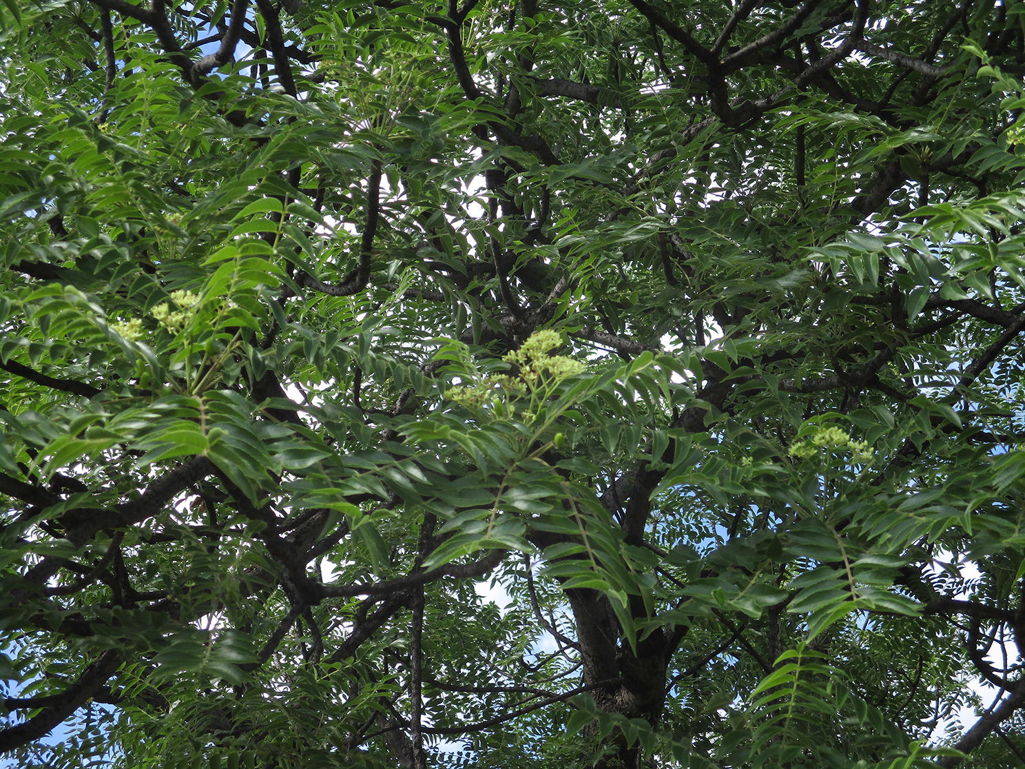 Imagem de Mopane
