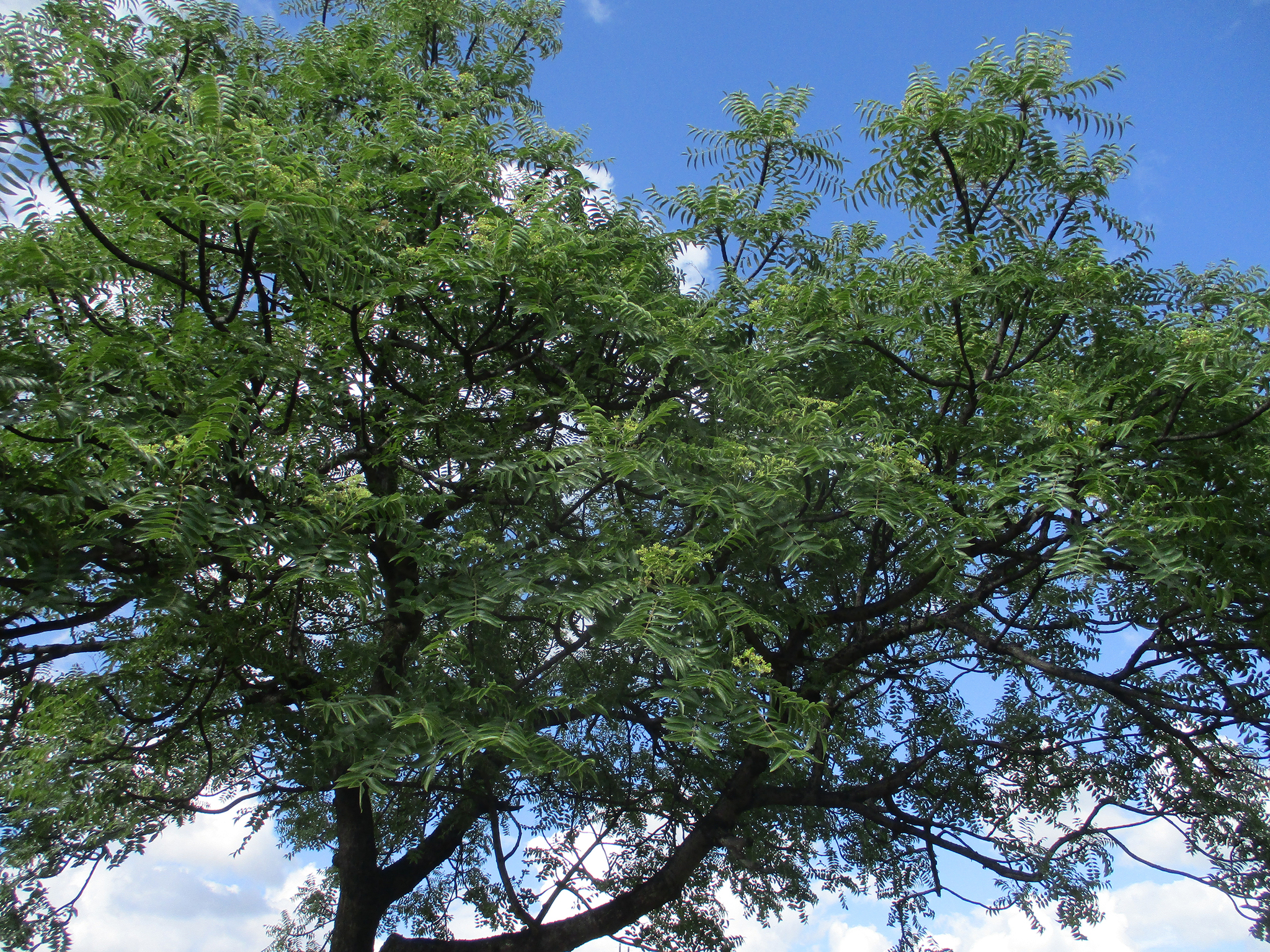 Imagem de Mopane
