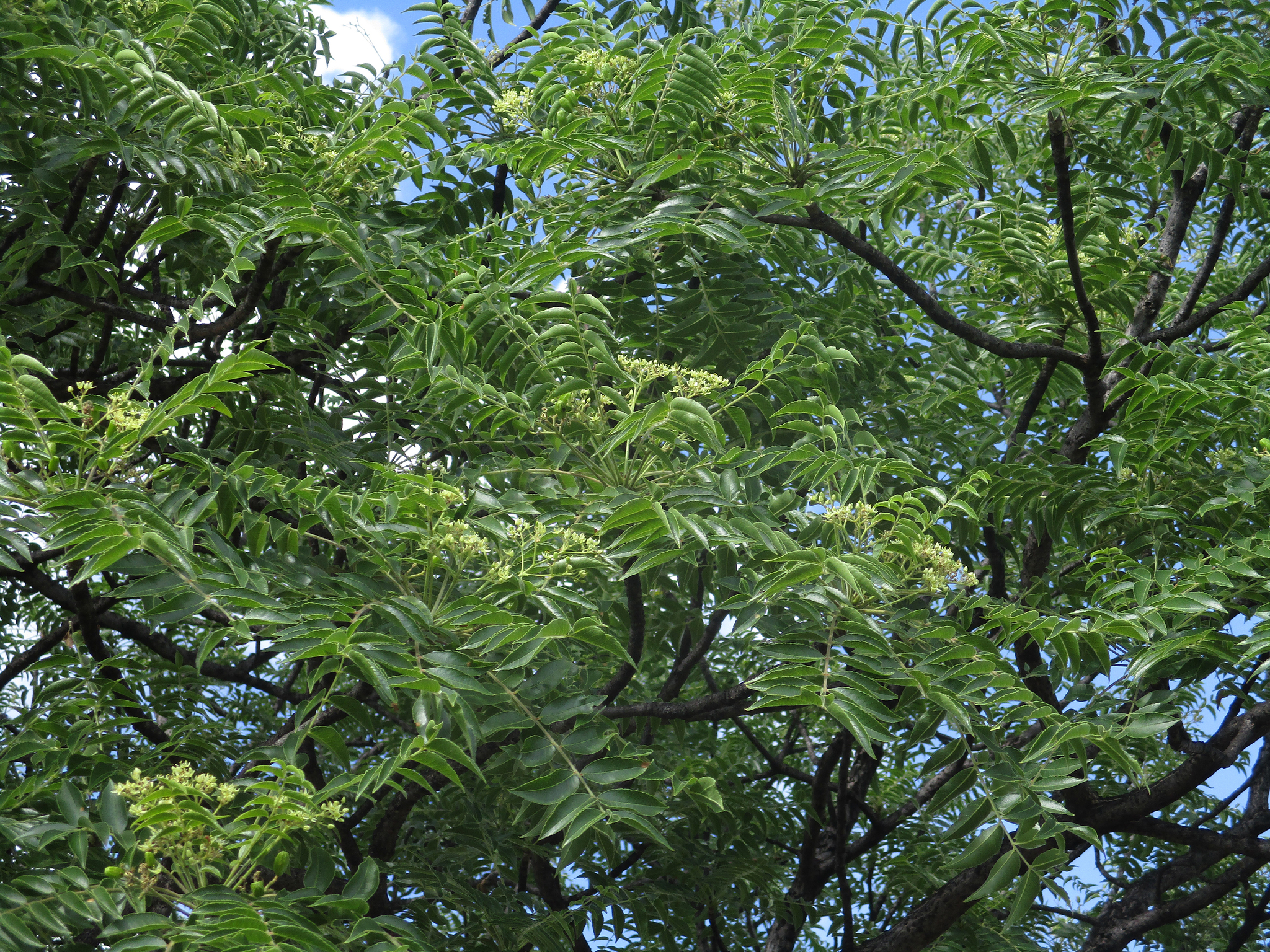 Imagem de Mopane