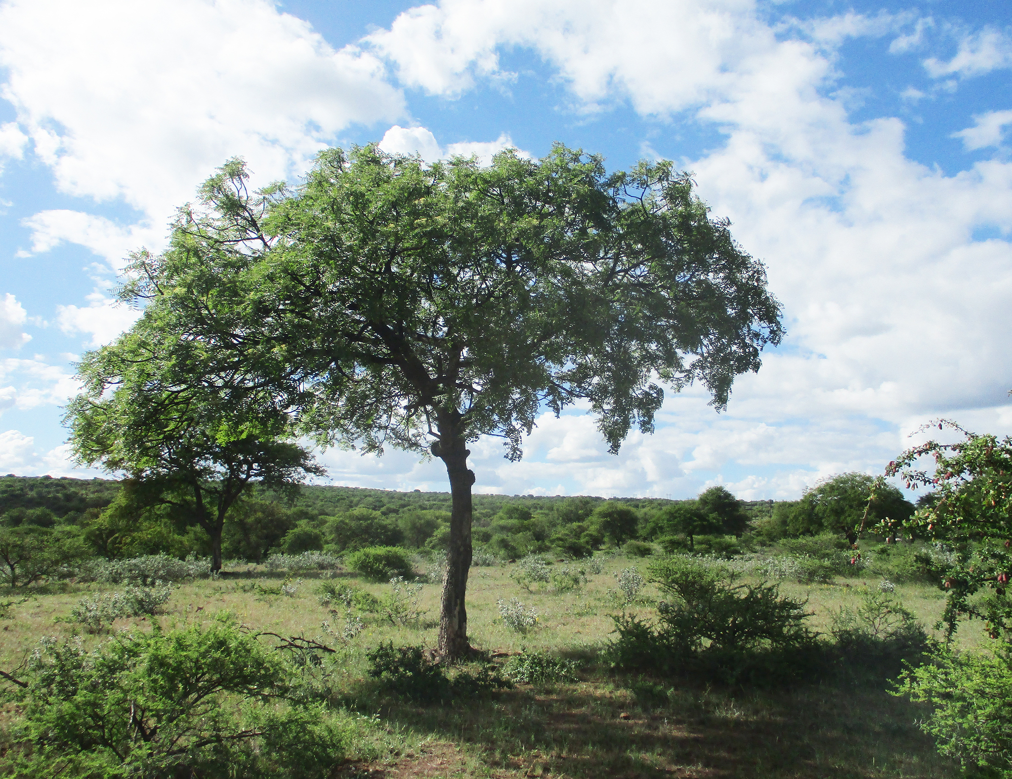 Imagem de Mopane