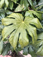 Fatsia
