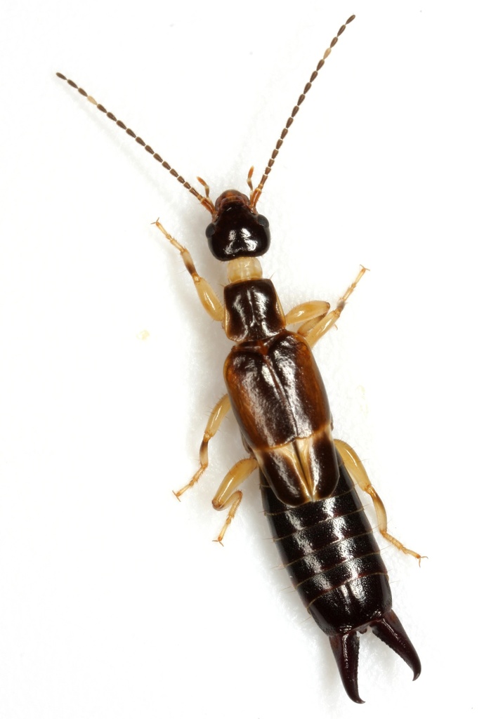 African earwig