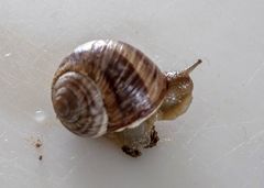 Helix nucula
