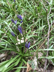 Hyacinthoides non-scripta