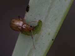 Longitarsus kleiniiperda