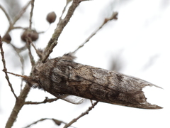 Calliteara fortunata