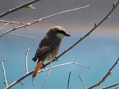 Lanius phoenicuroides