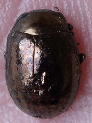 Chrysolina wollastoni