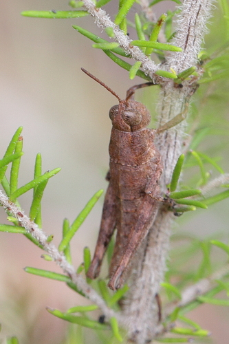 Tenerife Rock Grasshopper
