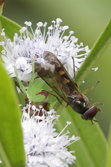 Misumena spinifera