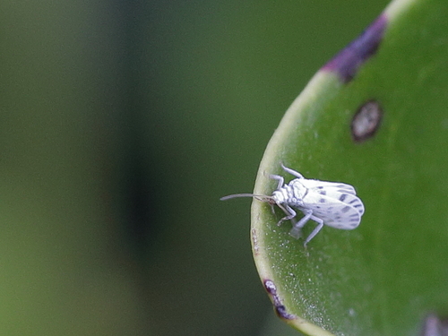 Nimboa adelae