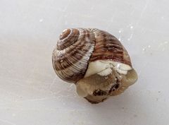 Helix nucula